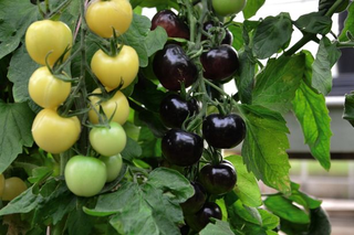 Illustration for article titled Why Does the World Need Black and White Tomatoes?